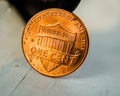 Close-up of Tail side of Penny in golden sunlight